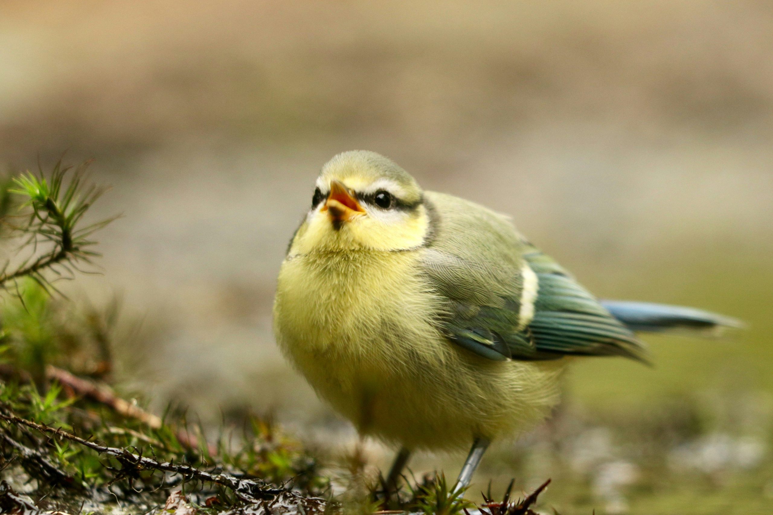 Dernières tendances et innovations dans le monde des animaux de compagnie en 2022