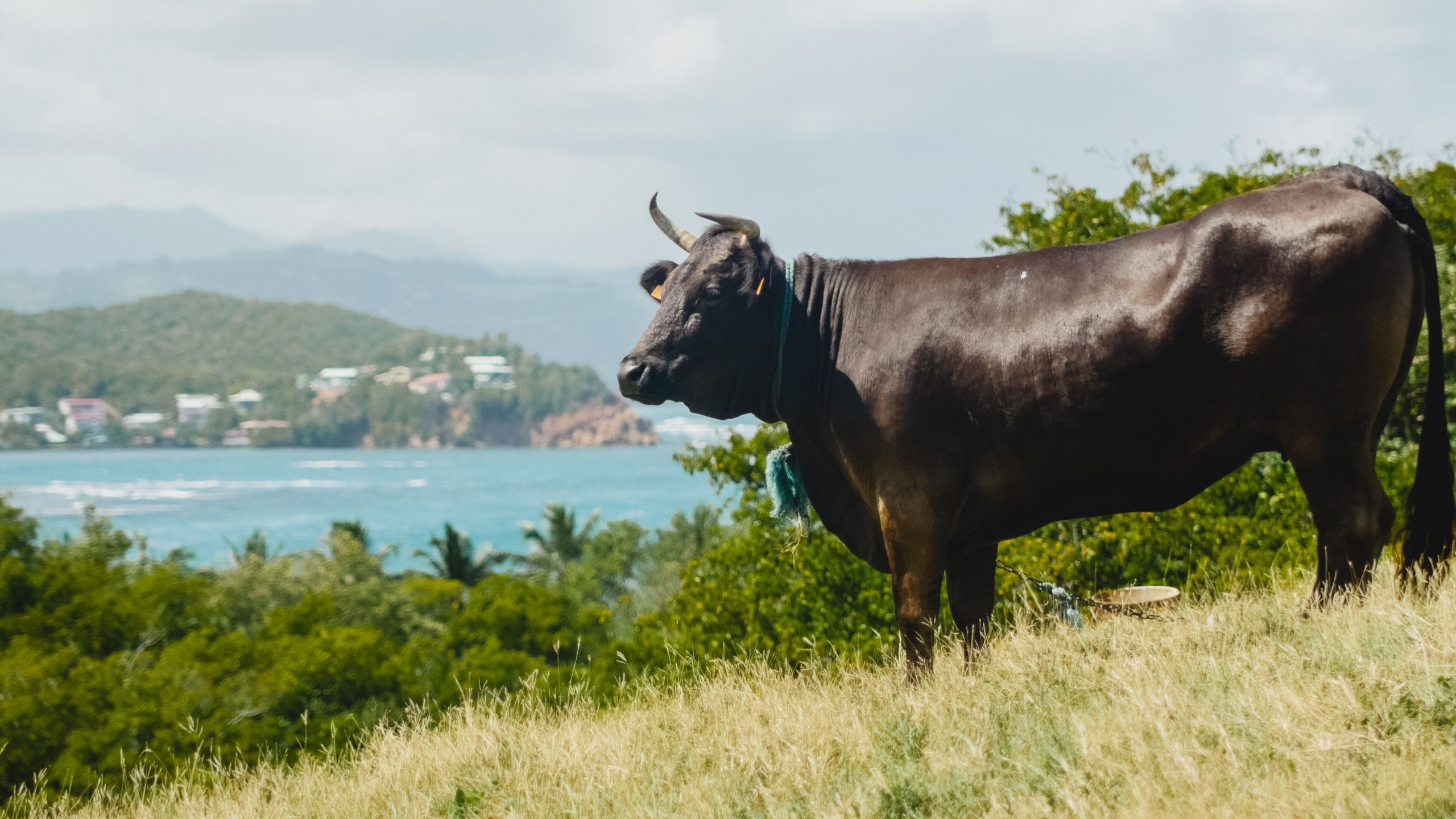 Dernières Tendances et Innovations dans le Monde des Animaux de Compagnie en 2022