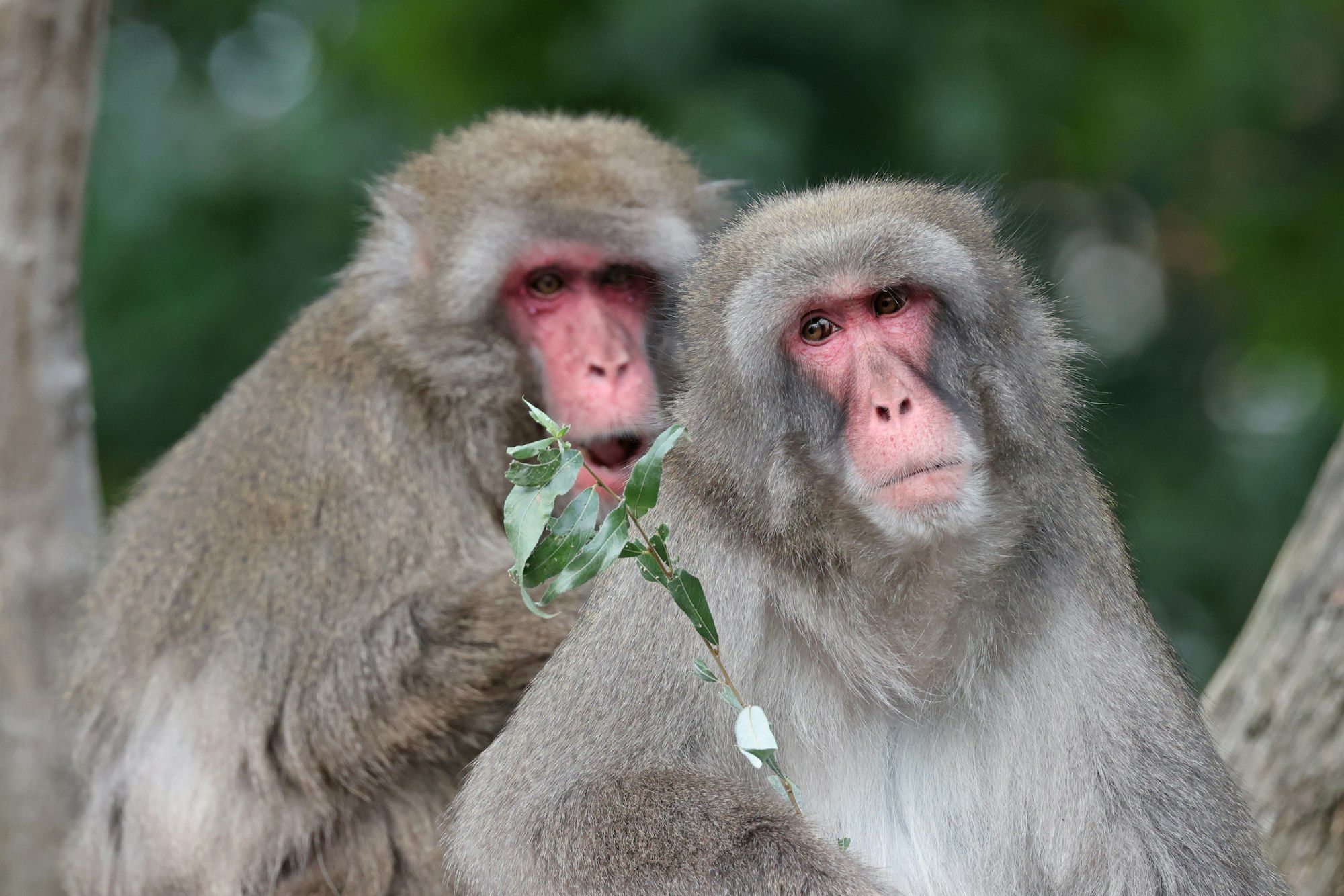 Dernières Tendances et Innovations Dans Le Monde de la Zoologie: Un Tour d’Horizon Sur Les Animaux Exotiques et Domestiques