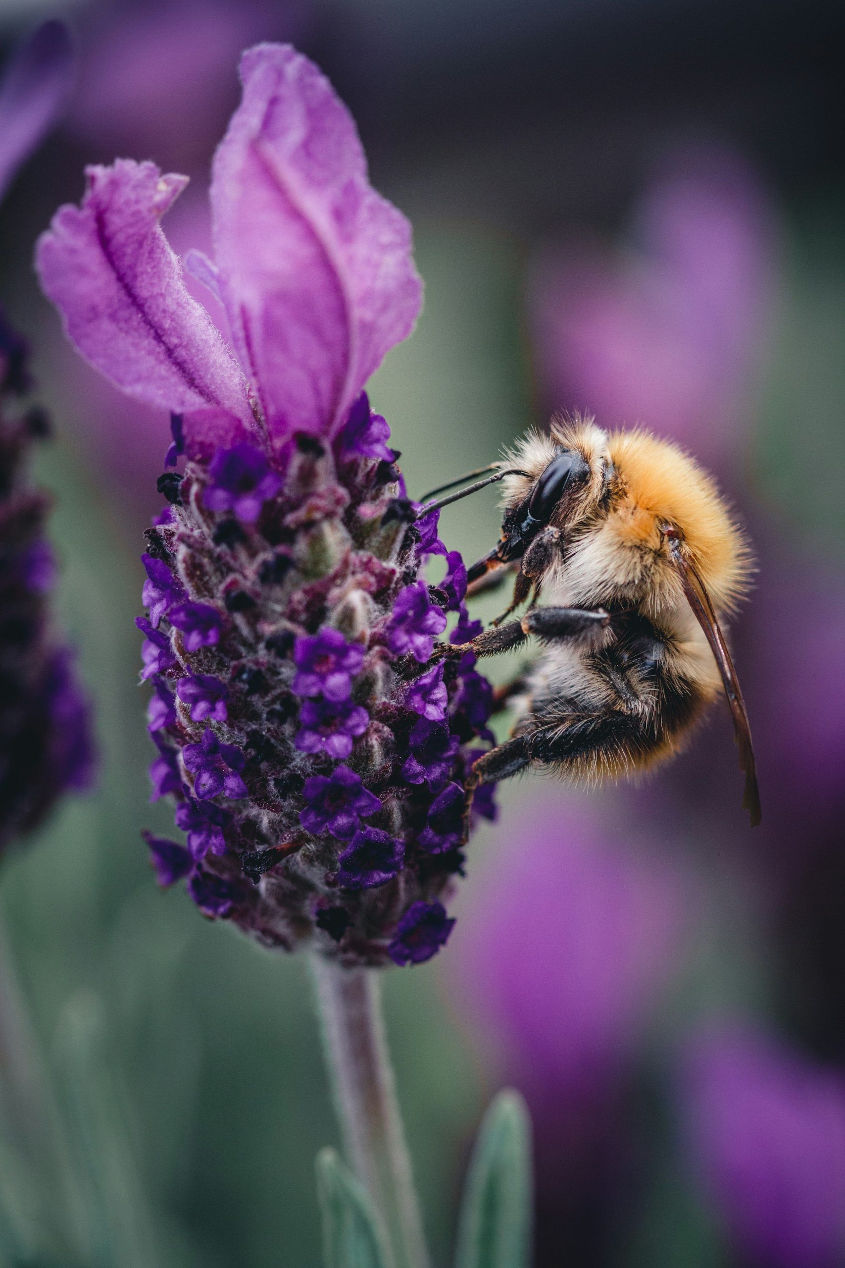 Dernières tendances et innovations dans le monde des animaux domestiques en 2022